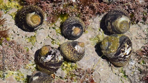 Lined top shells (Phorcus lineatus / Osilinus lineatus) in rock pool on rocky beach photo