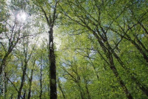 Impressionistic Style Artwork of Tall Springtime Trees Reaching for the Sky