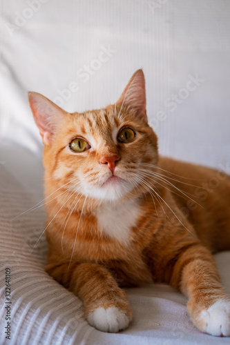Cute ginger tabby cat laying down