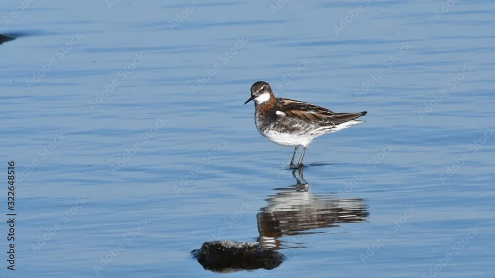 Red-necked phalarope (Phalaropus lobatus) male in breeding plumage in Loch of Funzie on Fetlar, Shetland Islands, Scotland, UK Red-necked phalarope (Phalaropus lobatus) male in breeding plumage in Loch of Funzie on Fetlar, Shetland Islands, Scotland, UK