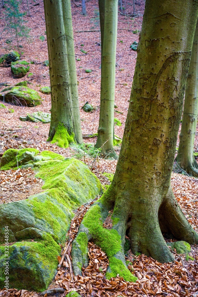 Elbsandsteingebirge - Sächsische Schweiz - Waldlandschaft mit Felsen Elbsandsteingebirge - Sächsische Schweiz - Waldlandschaft mit Felsen