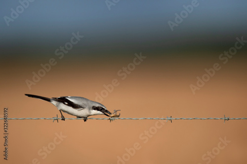 Fotografija A Loggerhead Shrike placing a grasshopper on a barbed wire fence in the bright sunlight with a smooth brown, green and blue background