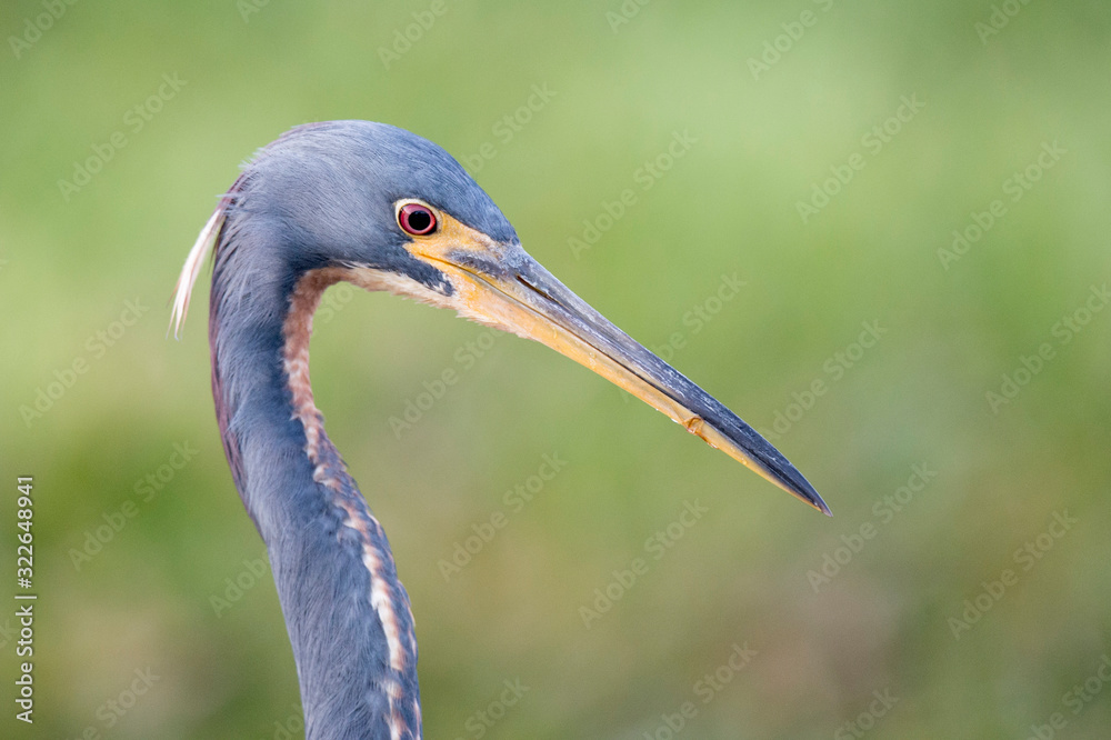 A close-up detailed photo of a Tricolored Heron portrait with a smooth green grass background in soft light. A close-up detailed photo of a Tricolored Heron portrait with a smooth green grass background in soft light.