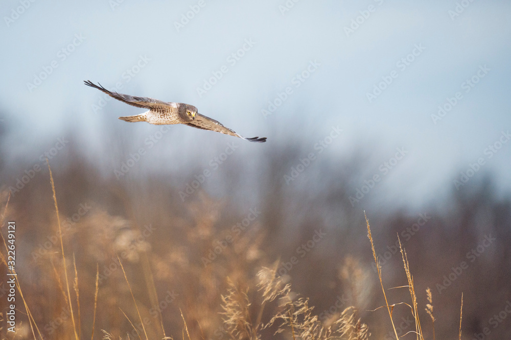 A Northern Harrier flies over an open field in soft light with its wings spread out. A Northern Harrier flies over an open field in soft light with its wings spread out.