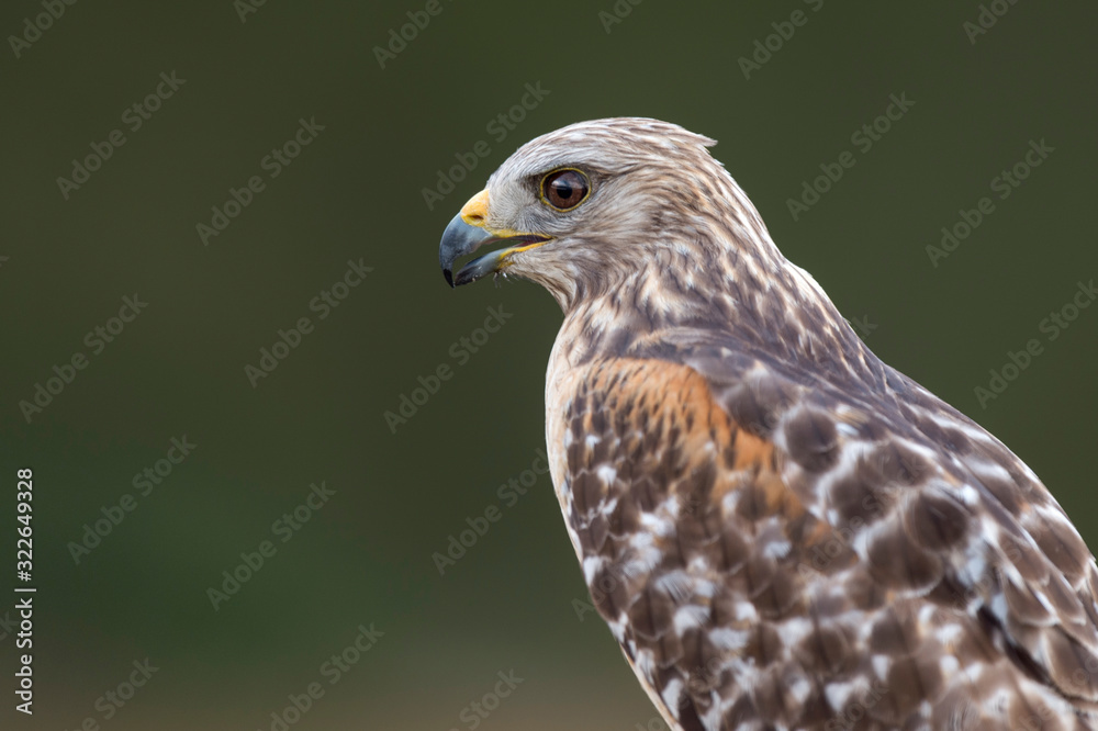 A close portrait of a Red-shouldered Hawk with a smooth background in soft light with its piercing eyes. A close portrait of a Red-shouldered Hawk with a smooth background in soft light with its piercing eyes.