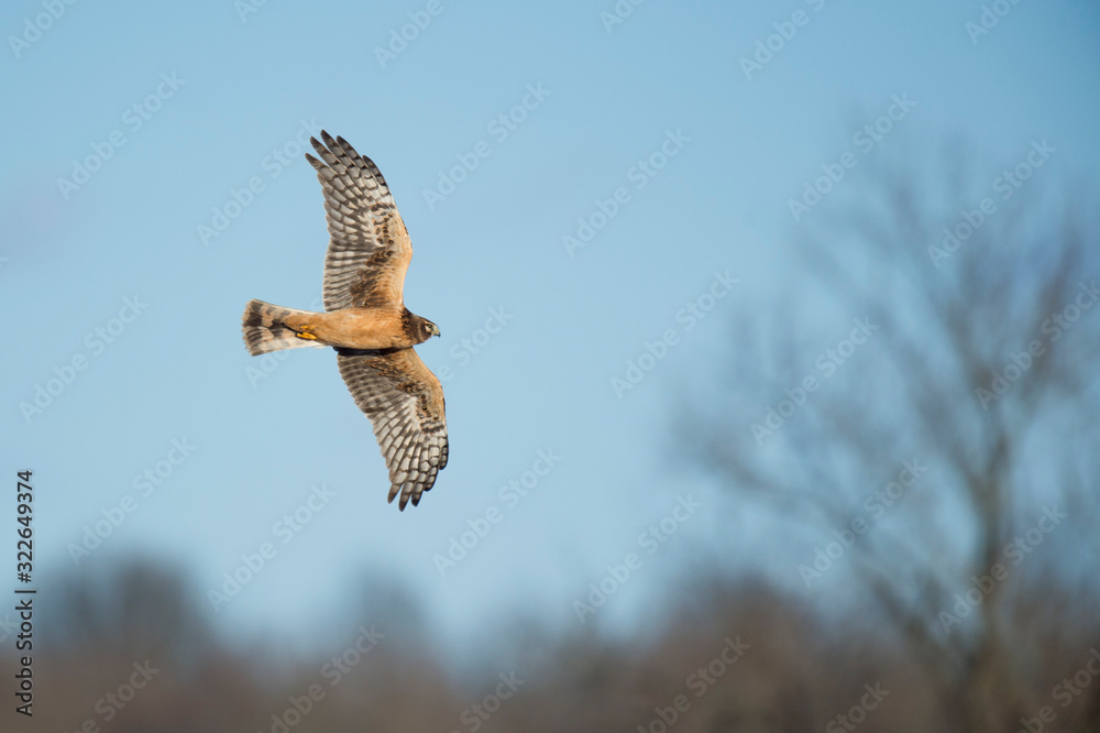 Fototapeta premium A Northern Harrier flies in front of a bright blue sky on a sunny winter day in an open field.