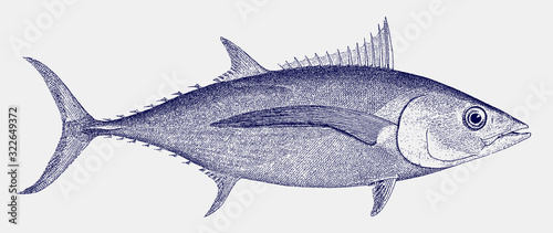 Albacore, longfin tuna thunnus alalunga, marine fish from Atlantic, Indian and Pacific Ocean photo