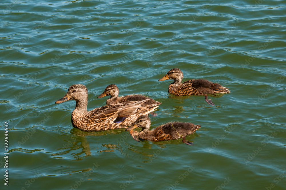 Trio of young Mallard Ducks gather around their mom while swimming in a lake.