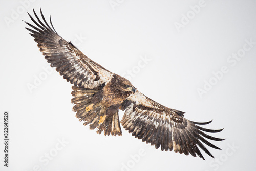 A juvenile Bald Eagle flies over an open field in the falling snow on a cold winter day.