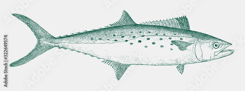 Atlantic Spanish mackerel scomberomorus maculatus, food fish from the Western Atlantic Ocean