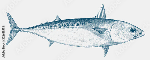 Frigate tuna auxis thazard, fish from the Atlantic, Indian and Pacific Ocean