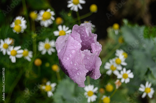 Mohn mit Tropfen