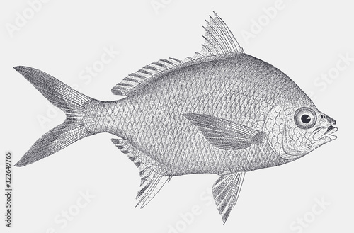 Irish mojarra diapterus auratus, marine fish from Atlantic Ocean
