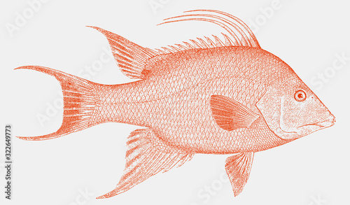 Threatened hogfish lachnolaimus maximus from the Atlantic Ocean in side view
