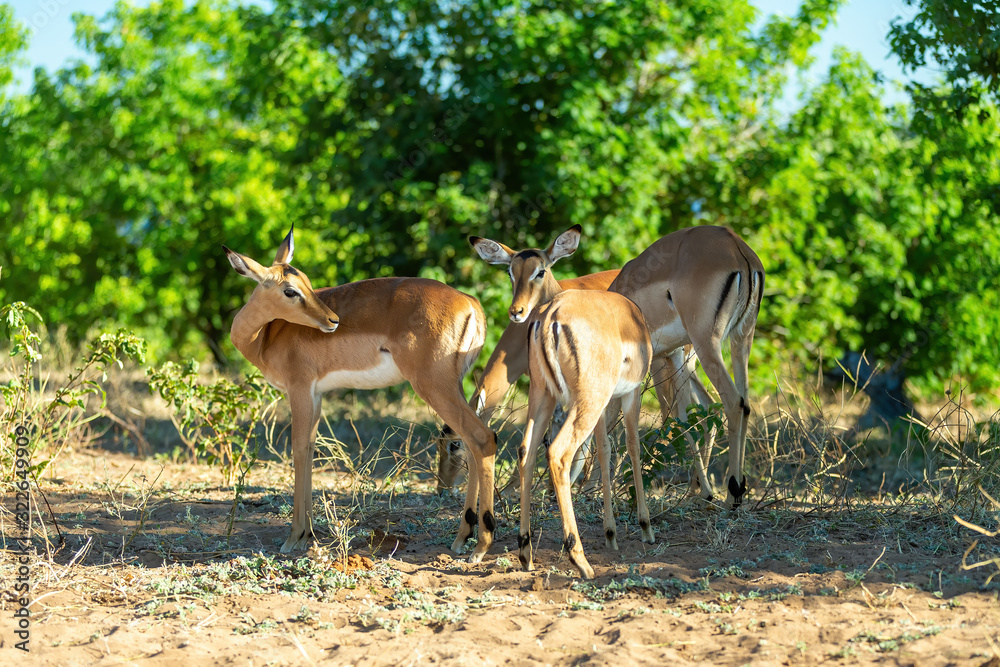 impala antelopes in Chobe national park, Botswana safari , Africa wildlife