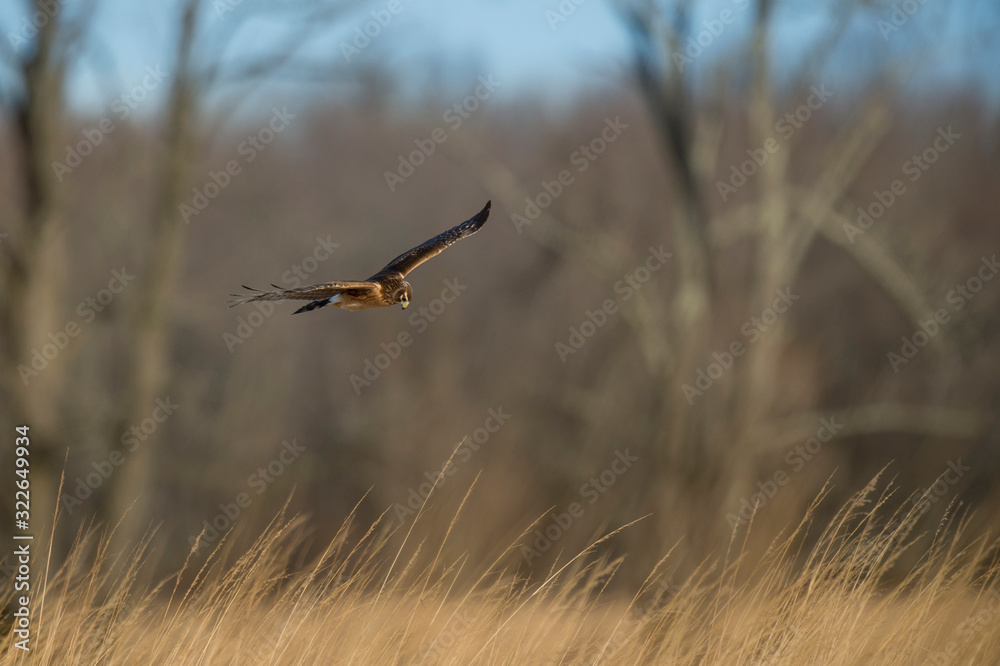 A Northern Harrier flies over an open field with a tree background in the winter on a bright sunny day. A Northern Harrier flies over an open field with a tree background in the winter on a bright sunny day.
