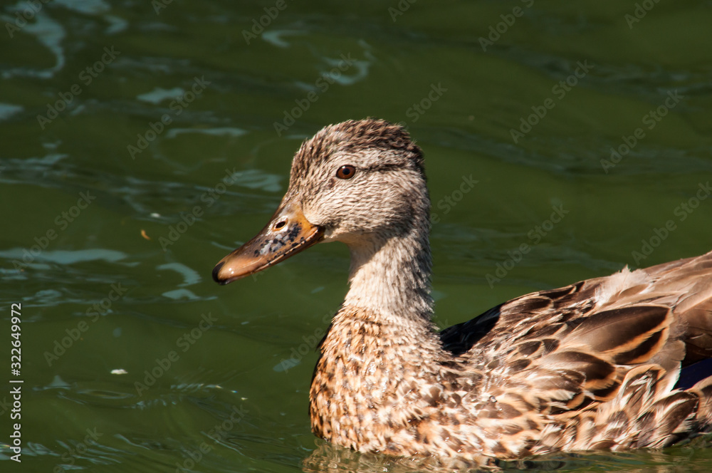 Portrait of Female Mallard Duck swimming on a lake Portrait of Female Mallard Duck swimming on a lake