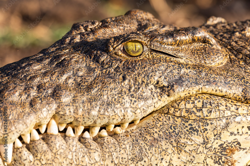 Fototapeta premium close up detail of eze of resting nile crocodile on river bank, Chobe river, Botswana safari wildlife