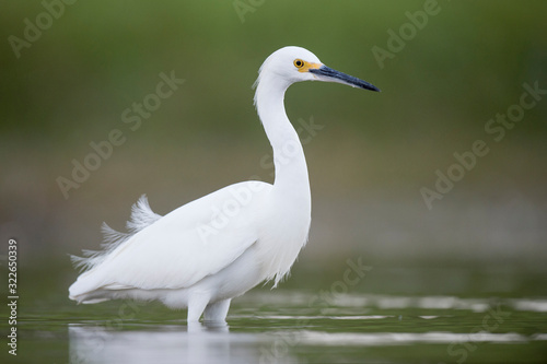 A Snowy Egret stalks prey in shallow water in soft overcast light with a smooth green background.