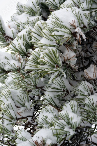 Snowy Pine Branches
