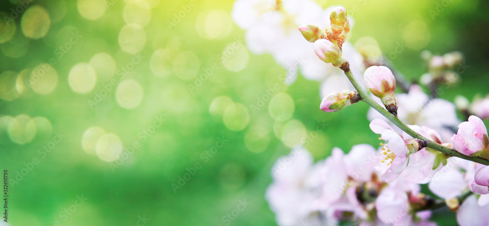Almond blossoms over blurred nature background Almond blossoms over blurred nature background