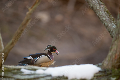 A male Wood Duck perched on a log over water in soft overcast light with a smooth brown background.