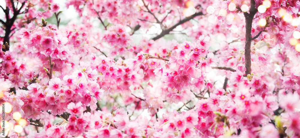 Fototapeta premium Spring background with cherry blossom