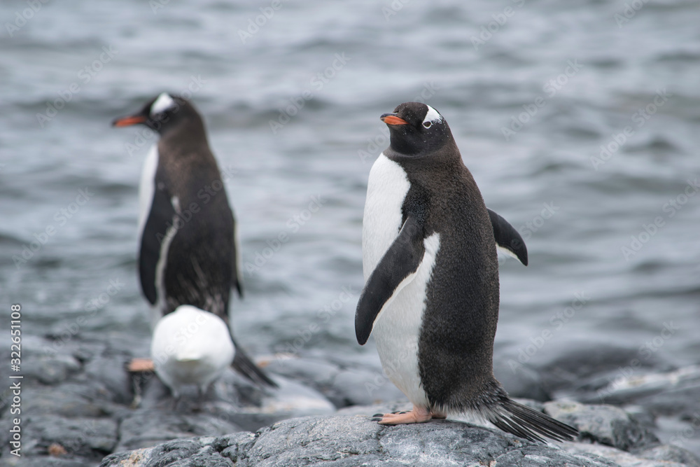 Obraz premium Two Gentoo Penguins, Pygoscelis Papua in love in Antarctica