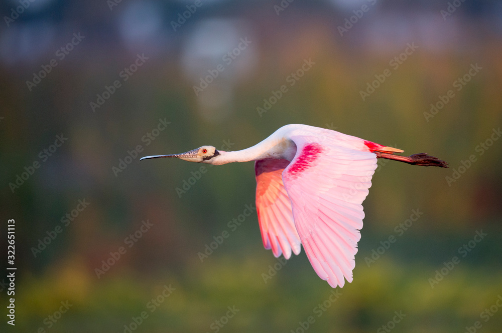 Obraz premium A Roseate Spoonbill flying with its bright pink wings showing in the soft early morning sunlight.