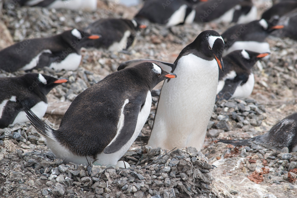 Naklejka premium Antarctica, group of Adelie Penguins. Nature and landscapes of Antarctic
