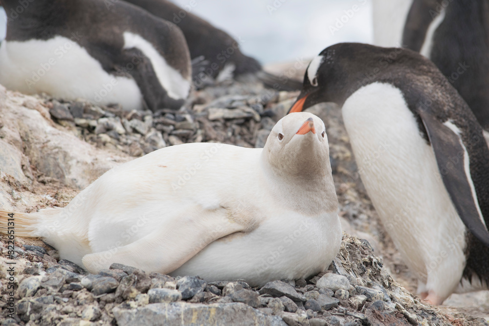 Gentoo penguin albino on the Antarctic Peninsula. Gentoo penguin albino on the Antarctic Peninsula.
