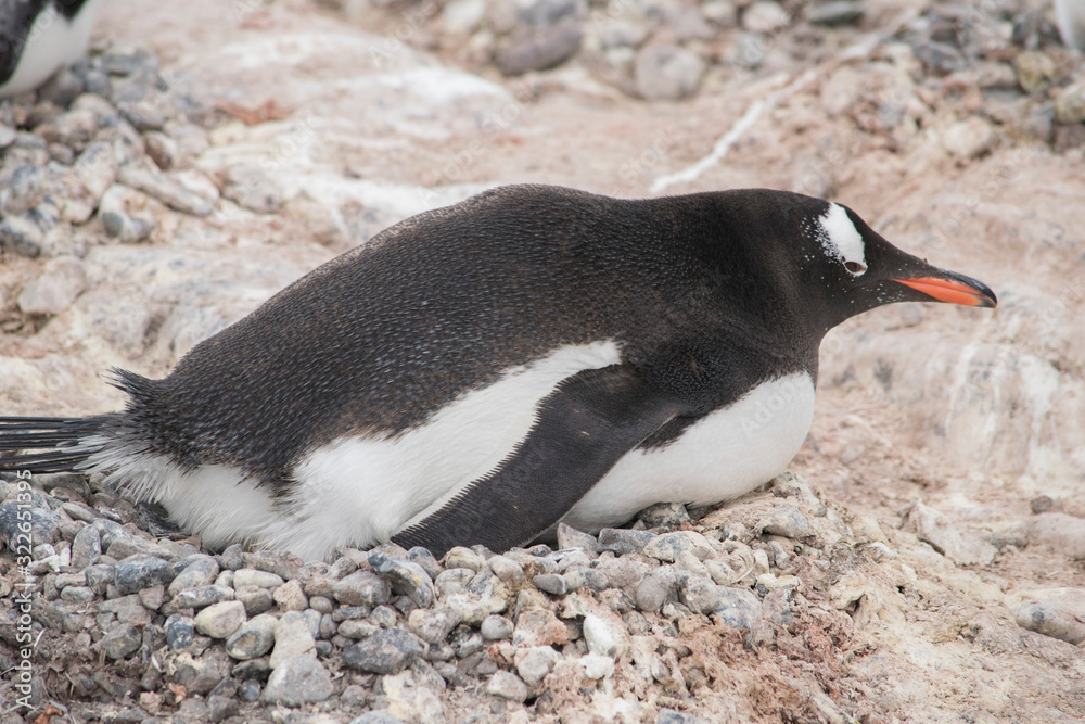 Fototapeta premium Gentoo penguin with egg and newly hatched chick, Antarctica