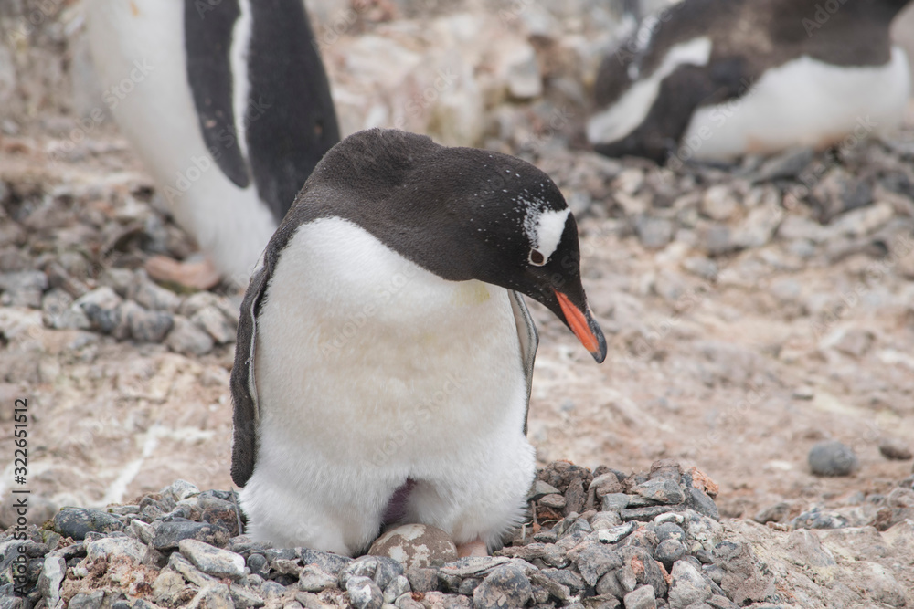 Fototapeta premium Gentoo penguin with egg and newly hatched chick, Antarctica