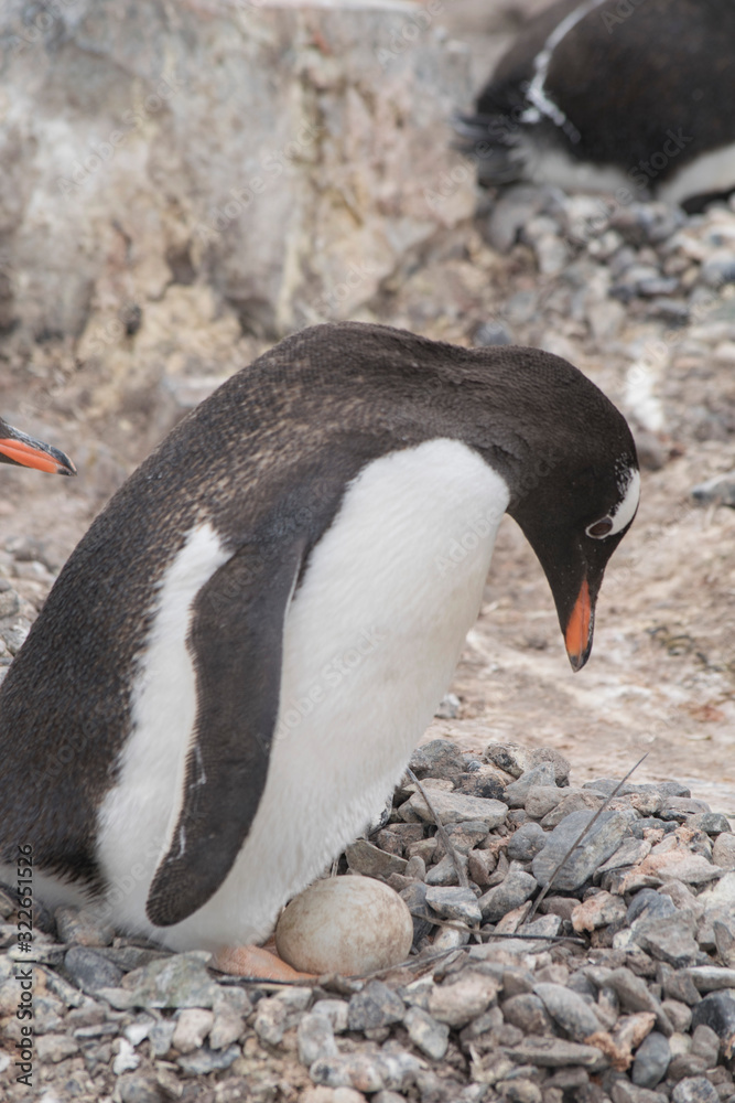 Gentoo Penguin Eggs