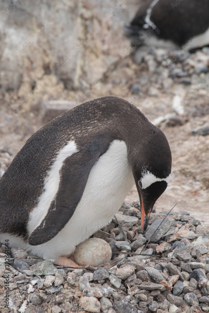 Fototapeta premium Gentoo penguin with egg and newly hatched chick, Antarctica