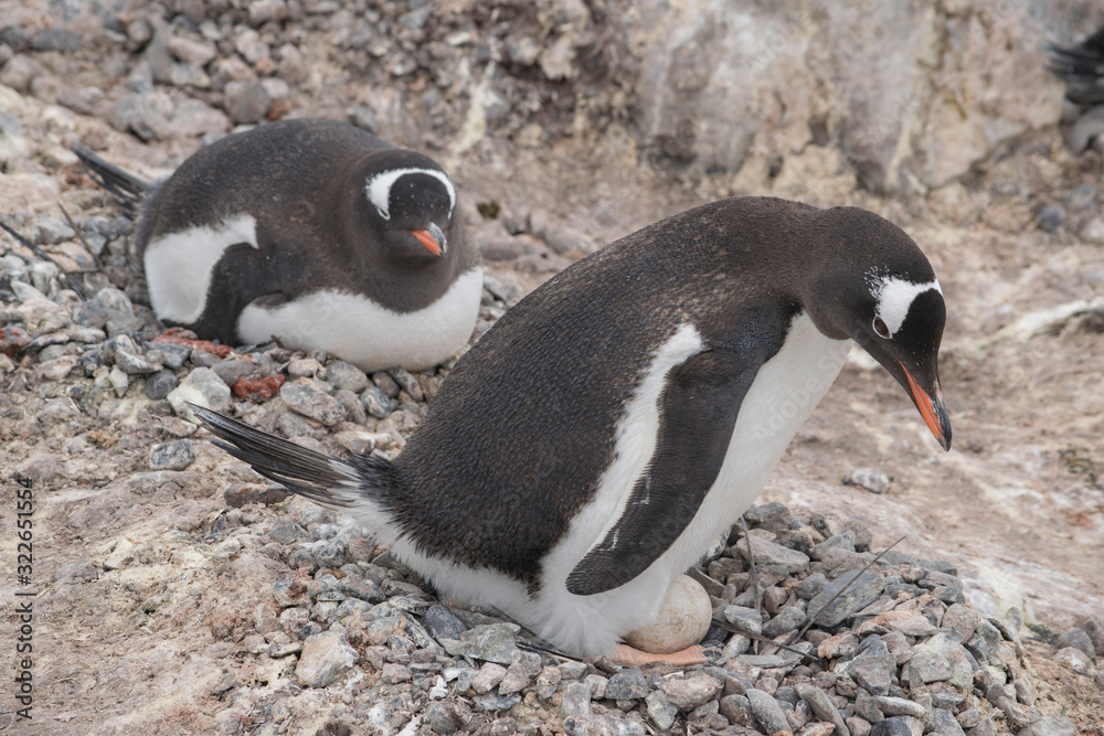 Naklejka premium Gentoo penguin with egg and newly hatched chick, Antarctica