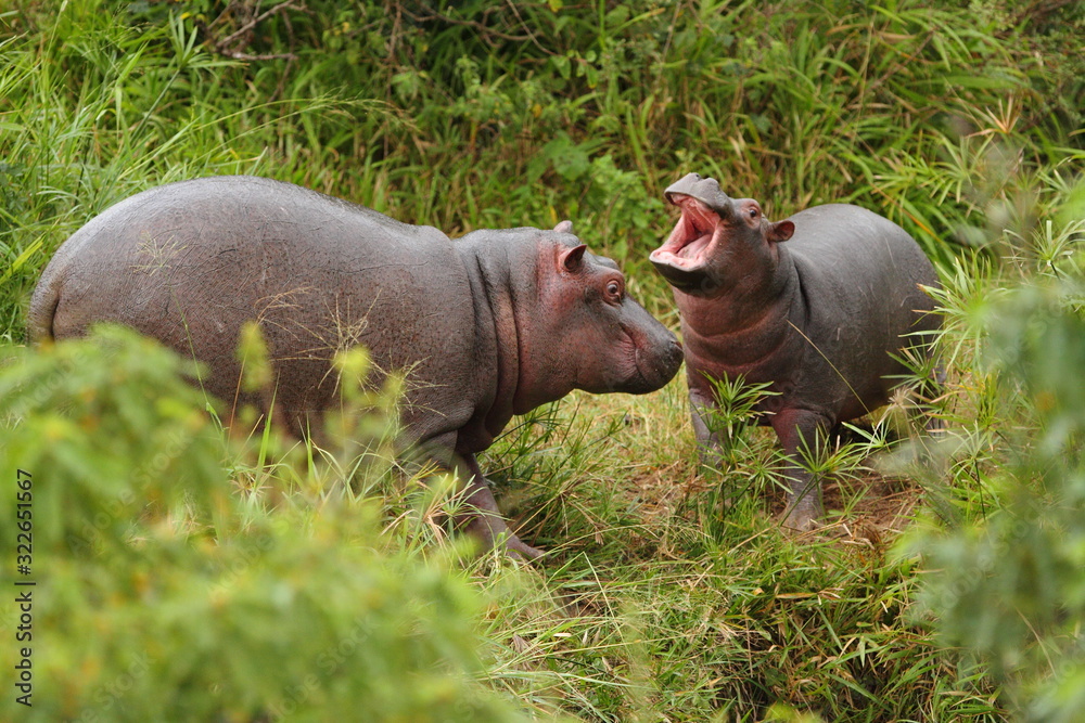hippo, baby hippo in the wilderness of Africa hippo, baby hippo in the wilderness of Africa