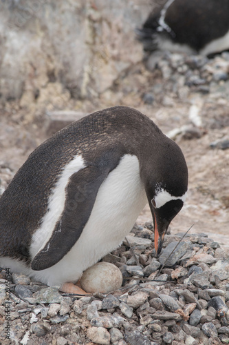 Gentoo penguin with egg and newly hatched chick  Antarctica