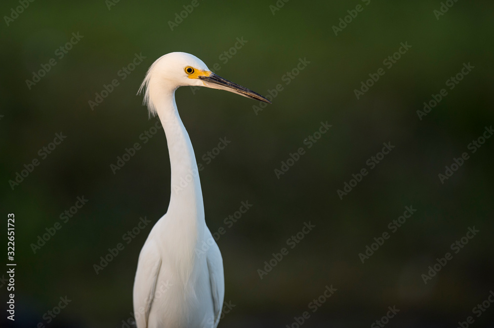 A close-up photo of a Snowy Egret with a smooth green background in soft light. A close-up photo of a Snowy Egret with a smooth green background in soft light.