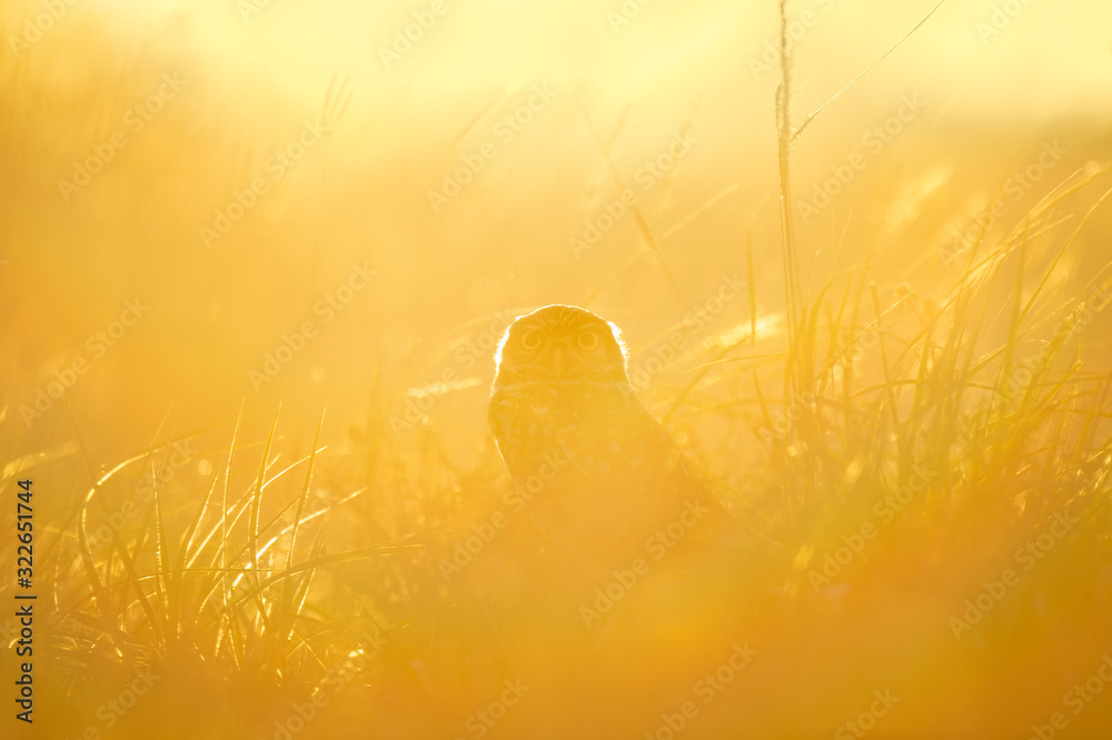 Florida Burrowing Owl glowing in the bright setting sun with lens flare in the tall golden grass