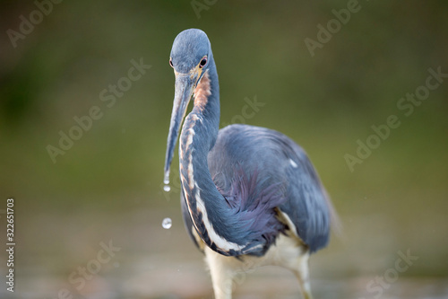 A close head shot of a Tricolored Heron showing off its yellow bill and bright red eye with a smooth green background.