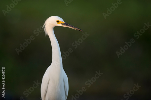 A close-up photo of a Snowy Egret with a smooth green background in soft light. © rayhennessy