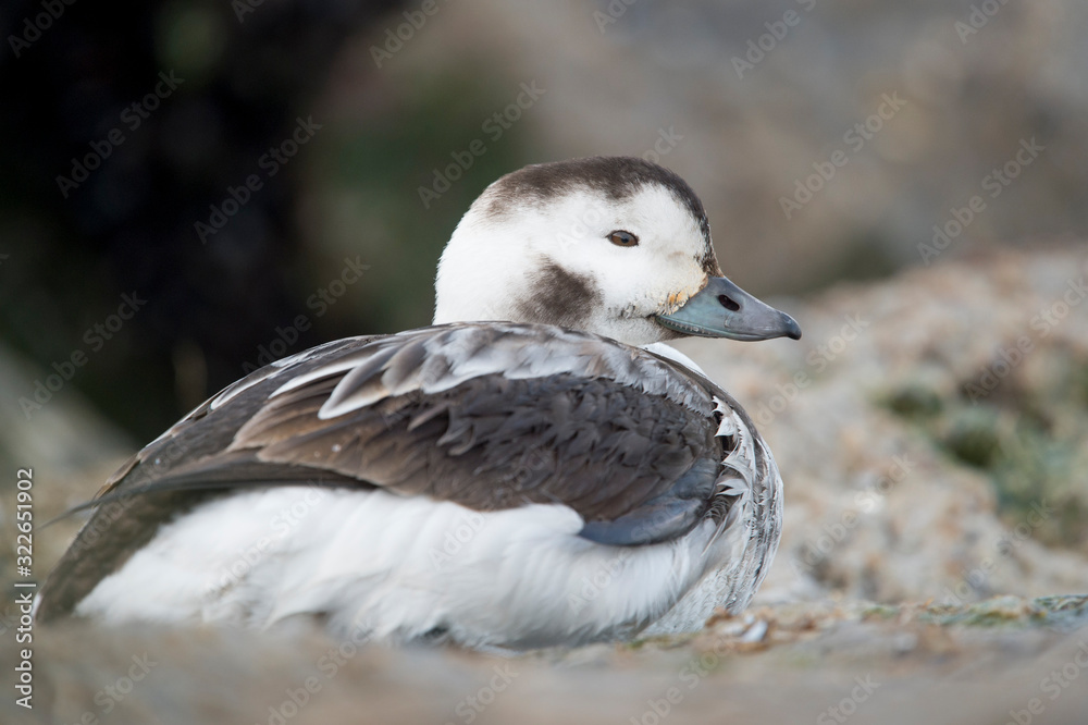 A female Long-tailed Duck rests on a jetty rock in the winter in soft overcast light. A female Long-tailed Duck rests on a jetty rock in the winter in soft overcast light.