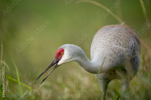 Close-up of a Sandhill Crane feeding in the tall grass in soft overcast light with a smooth green background.