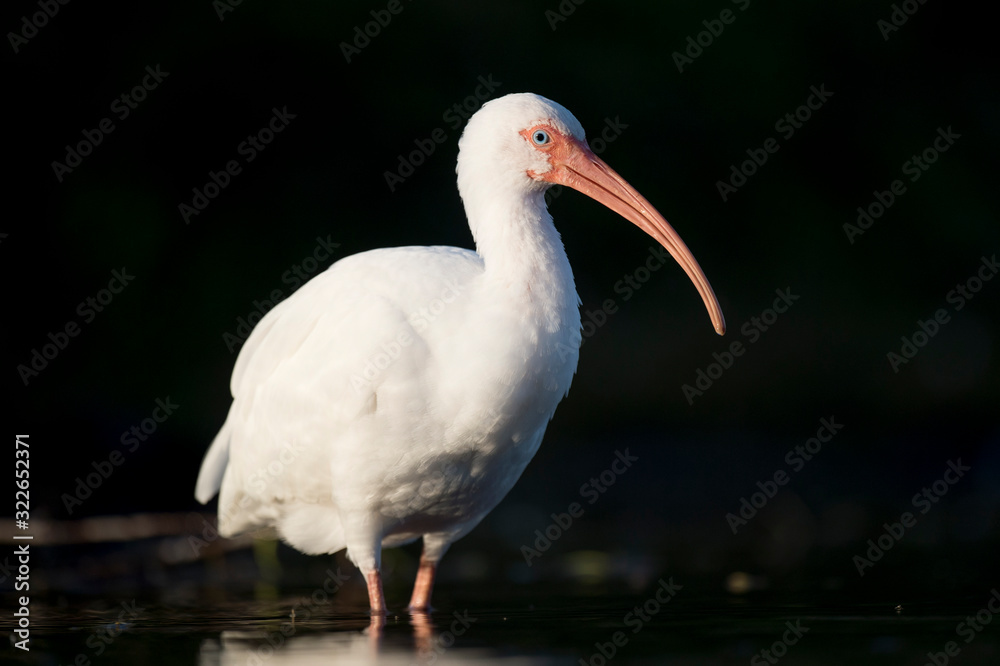 Fototapeta premium A close-up portrait of a White Ibis in the bright sun against a dark black background.
