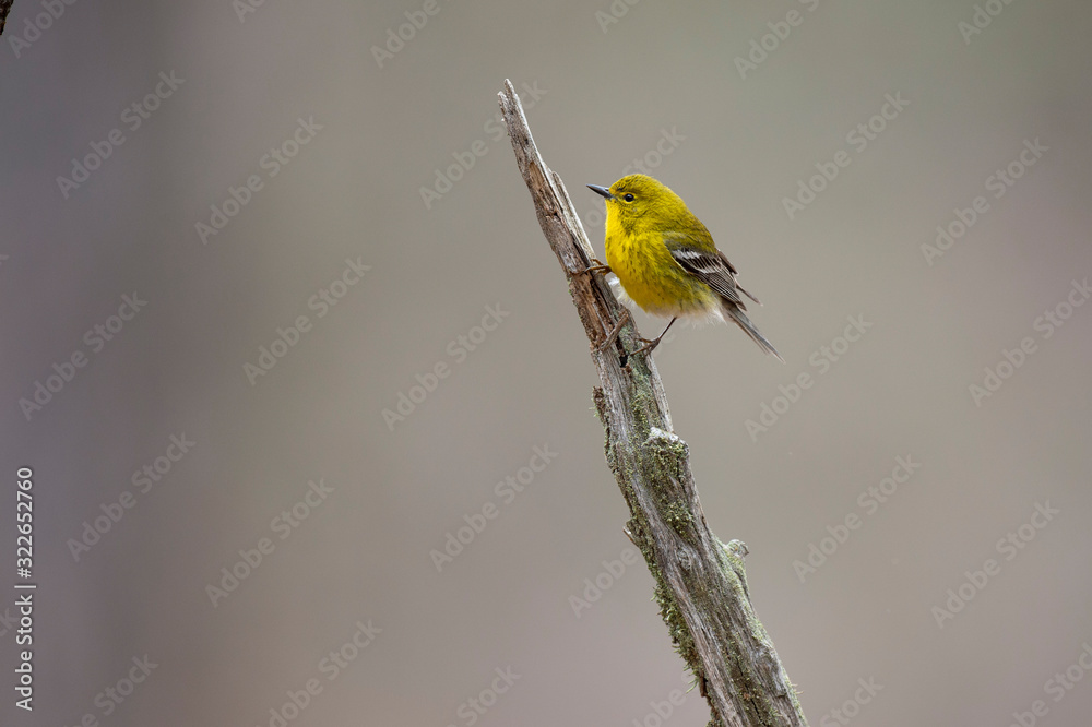 Obraz premium A bright yellow Pine Warbler perched in a branch with a smooth background in soft overcast light.