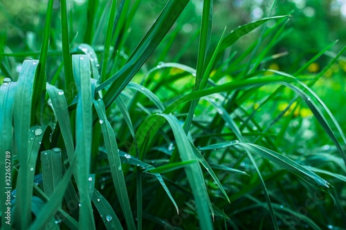 close up dew on grass turf at park on meadow