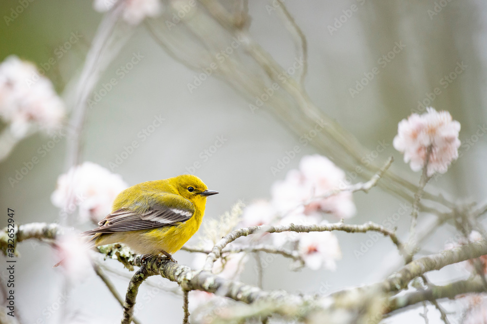 Bright yellow Pine Warbler perched in a flowering tree in spring in sotf overcast light.