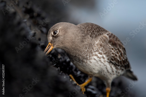 A Purple Sandpiper feeding on mussels attached to a jetty rock in soft light.