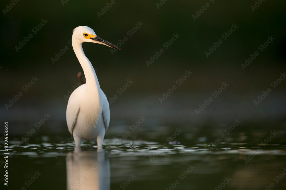 A Snowy Egret stalks prey in shallow water in early morning sunlight with a dark green background. A Snowy Egret stalks prey in shallow water in early morning sunlight with a dark green background.
